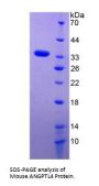Mouse Angiopoietin-Related Protein 4 (ANGPTL4) Protein