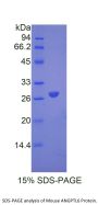 Mouse Angiopoietin-Related Protein 6 (ANGPTL6) Protein