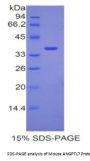 Mouse Angiopoietin-Related Protein 7 (ANGPTL7) Protein