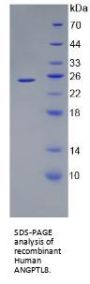 Human Angiopoietin-Related Protein 8 (ANGPTL8) Protein