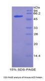 Mouse Angiotensin I Converting Enzyme (ACE) Protein