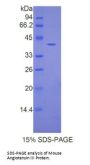 Mouse Angiotensin III (Ang III) Protein
