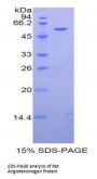 Rat Angiotensinogen (AGT) Protein