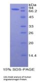Human Angiotensinogen (AGT) Protein