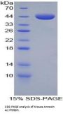 Mouse Annexin A1 (ANXA1) Protein