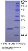 Guinea pig Annexin A1 (ANXA1) Protein