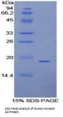 Human Annexin A4 (ANXA4) Protein