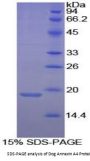 Dog Annexin A4 (ANXA4) Protein