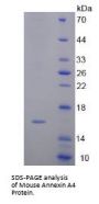 Mouse Annexin A4 (ANXA4) Protein