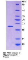 Mouse Annexin A4 (ANXA4) Protein