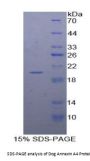 Dog Annexin A4 (ANXA4) Protein