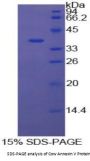 Cow Annexin A5 (ANXA5) Protein