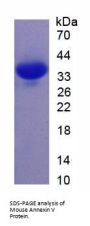 Mouse Annexin A5 (ANXA5) Protein
