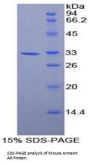 Mouse Annexin A6 (ANXA6) Protein