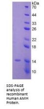 Human Muellerian-Inhibiting Factor (AMH) Protein