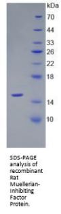 Rat Muellerian-Inhibiting Factor (AMH) Protein