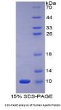 Human Apelin (APLN) Protein