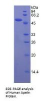 Human Apelin (APLN) Protein