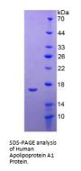 Human Apolipoprotein A1 (APOA1) Protein