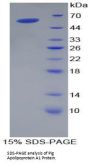 Pig Apolipoprotein A1 (APOA1) Protein