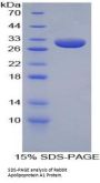 Rabbit Apolipoprotein A1 (APOA1) Protein