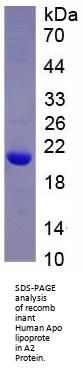 Human Apolipoprotein A2 (APOA2) Protein