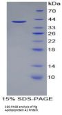 Pig Apolipoprotein A2 (APOA2) Protein