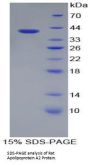 Rat Apolipoprotein A2 (APOA2) Protein