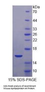 Mouse Apolipoprotein A4 (APOA4) Protein