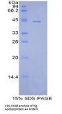 Pig Apolipoprotein A4 (APOA4) Protein