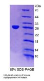 Mouse Apolipoprotein A4 (APOA4) Protein