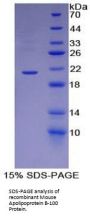 Mouse Apolipoprotein B-100 (APOB) Protein