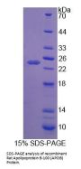 Rat Apolipoprotein B-100 (APOB) Protein