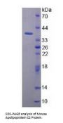 Mouse Apolipoprotein C2 (APOC2) Protein