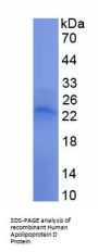 Human Apolipoprotein D (APOD) Protein