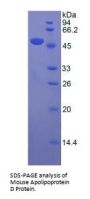 Mouse Apolipoprotein D (APOD) Protein
