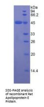 Rat Apolipoprotein E (APOE) Protein