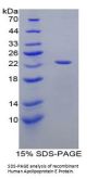 Human Apolipoprotein E (APOE) Protein