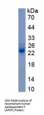 Human Apolipoprotein F (APOF) Protein