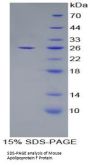 Mouse Apolipoprotein F (APOF) Protein