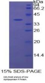 Cow Apolipoprotein H (APOH) Protein