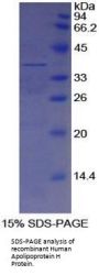 Human Apolipoprotein H (APOH) Protein