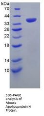 Mouse Apolipoprotein H (APOH) Protein