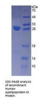 Human Apolipoprotein M (APOM) Protein
