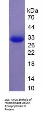 Mouse Apolipoprotein M (APOM) Protein