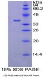 Rat Apoptosis Antagonizing Transcription Factor (AATF) Protein