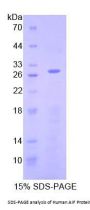 Human Apoptosis Inducing Factor (AIF) Protein