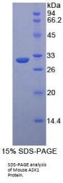 Mouse Apoptosis Signal Regulating Kinase 1 (ASK1) Protein