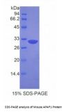 Mouse Apoptotic Peptidase Activating Factor 1 (APAF1) Protein