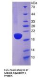 Mouse Aquaporin 4 (AQP4) Protein